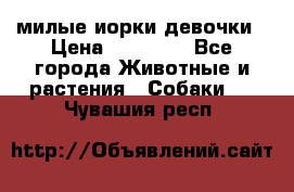 милые иорки девочки › Цена ­ 15 000 - Все города Животные и растения » Собаки   . Чувашия респ.